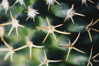 Close-up of spider on plant