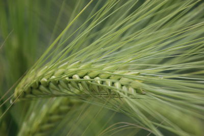 Close-up of wheat plant