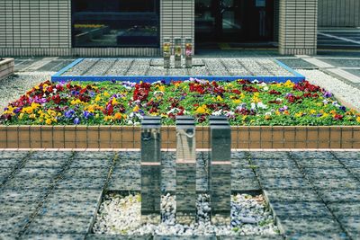 Flower pots on railing against building