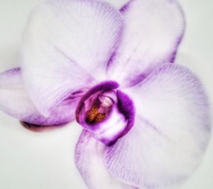 Close-up of purple flower