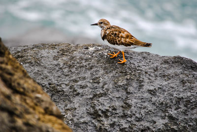 Close-up of a bird perching on rock