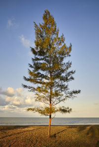 Tree by sea against sky