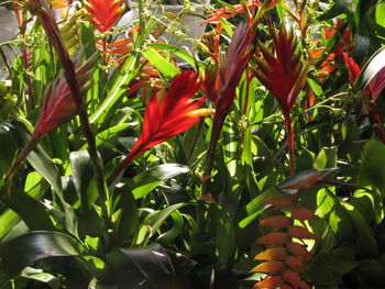 Close-up of red flowers