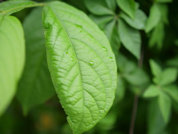 Close-up of fresh green leaves