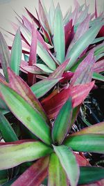 Close-up of succulent plant