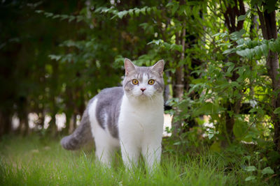 Portrait of white cat on grass