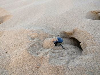 High angle view of horse on beach