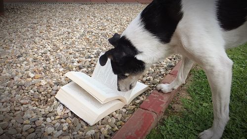 High angle view of cat on book