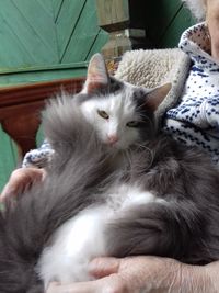 Close-up of cat relaxing