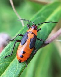 Close-up of insect on leaf