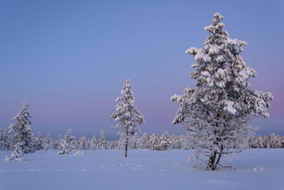 Snow covered pine trees against blue sky