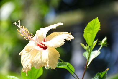 Close-up of wilted flower plant