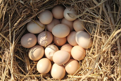 High angle view of eggs in nest