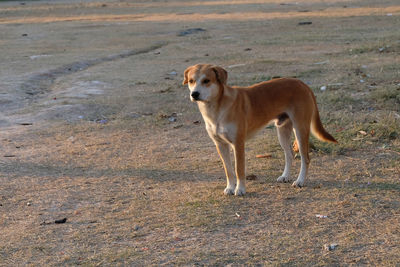 Side view of dog standing on field