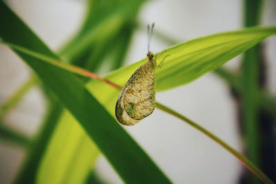 Close-up of insect on leaf