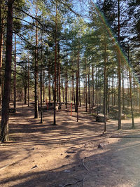 View of trees in forest