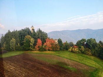 Trees on field against sky