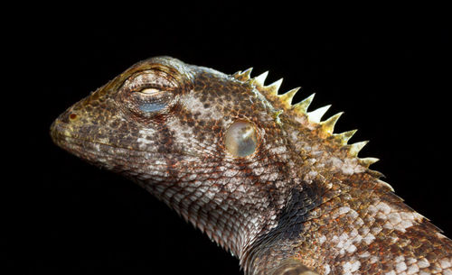 Close-up of lizard against black background