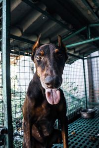 Portrait of black dog