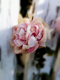 Close-up of pink rose