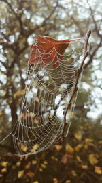 Close-up of spider web on tree