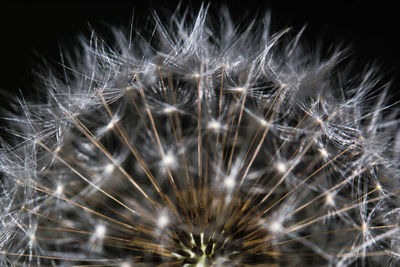 Close-up of dandelion against blurred background