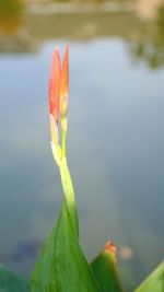 Close-up of lotus water lily in lake