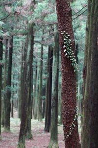 Close-up of tree trunk in forest