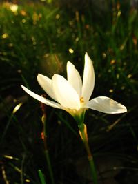 Close-up of white flower blooming outdoors