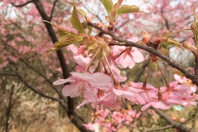 Low angle view of cherry blossom tree