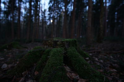 Trees growing on field in forest