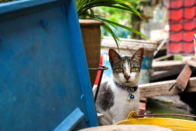 Portrait of cat sitting outdoors