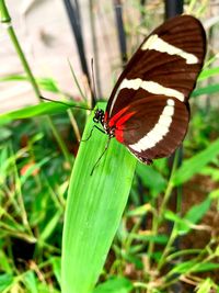 Close-up of butterfly on leaf
