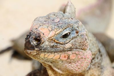 Close-up of a iguana looking away