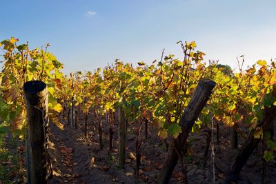 View of vineyard against sky