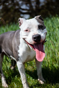 Close-up of a dog