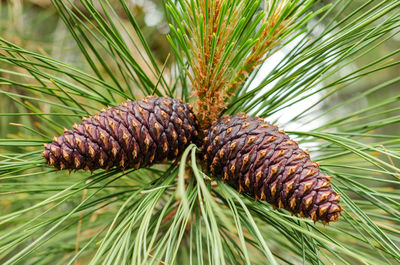 Close-up of pine cones growing on tree