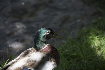 Close-up of a bird on field