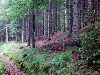 Trees growing on hill in forest