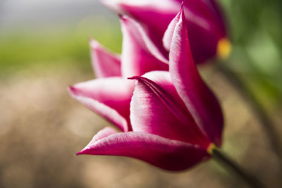 Bright pink tulips in a home garden