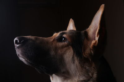 Close-up of dog over black background