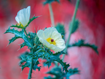 Close-up of purple flower