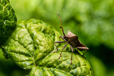Close-up of insect on leaf