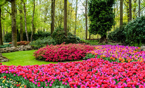 View of purple flowering plants in forest