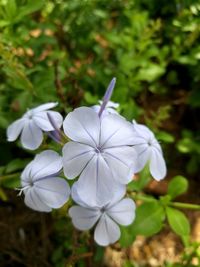 Close-up of white flowers blooming outdoors