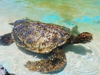 High angle view of turtle in sea