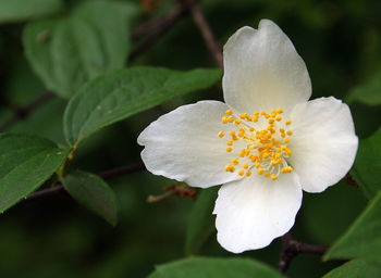 Close-up of white rose flower