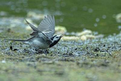 Close-up of bird flying over land