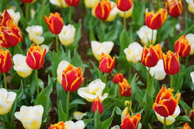 Close-up of pink tulips