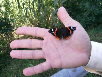 Cropped hand of man holding butterfly at park